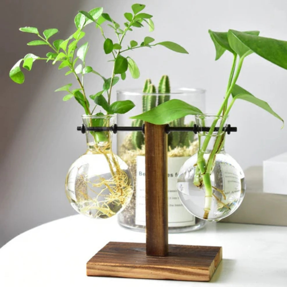Modern Glass Bulb Vase with Wooden Stand for Hydroponic Plants